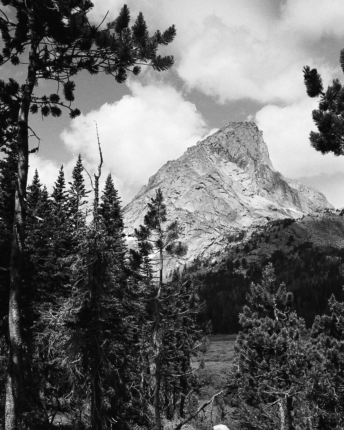 wyoming-mountain-trees.jpg