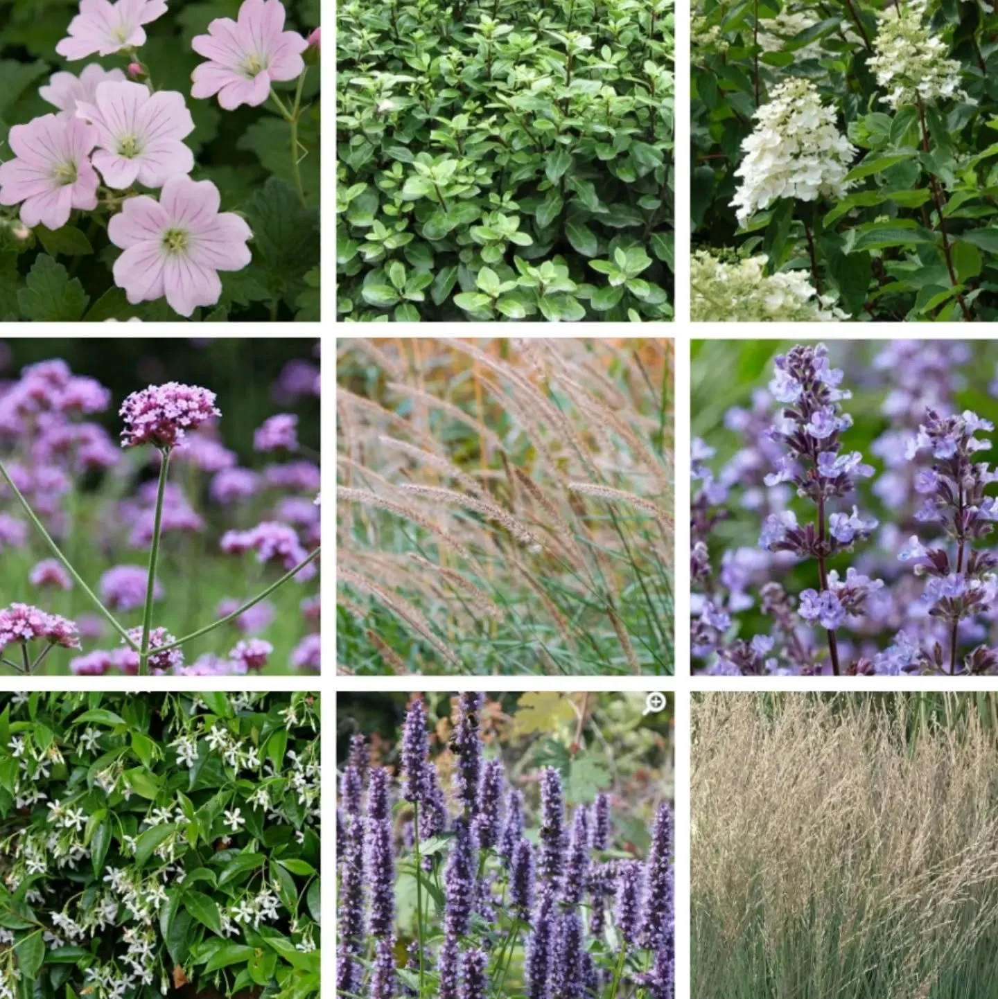 A mini modern planting palette blending cool purples, soft pinks and greens with textured ornamental grasses. Perfect for a pollinator-friendly garden that offers movement, texture and structure year-round.