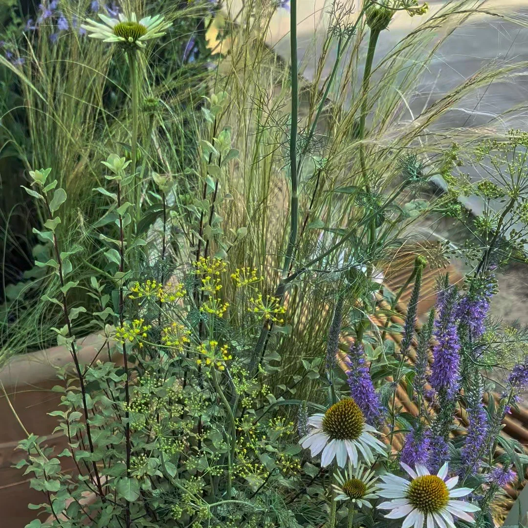 Modern, contemporary and naturalistic planting design inspired by the local area and wildflower you find in the field margins
