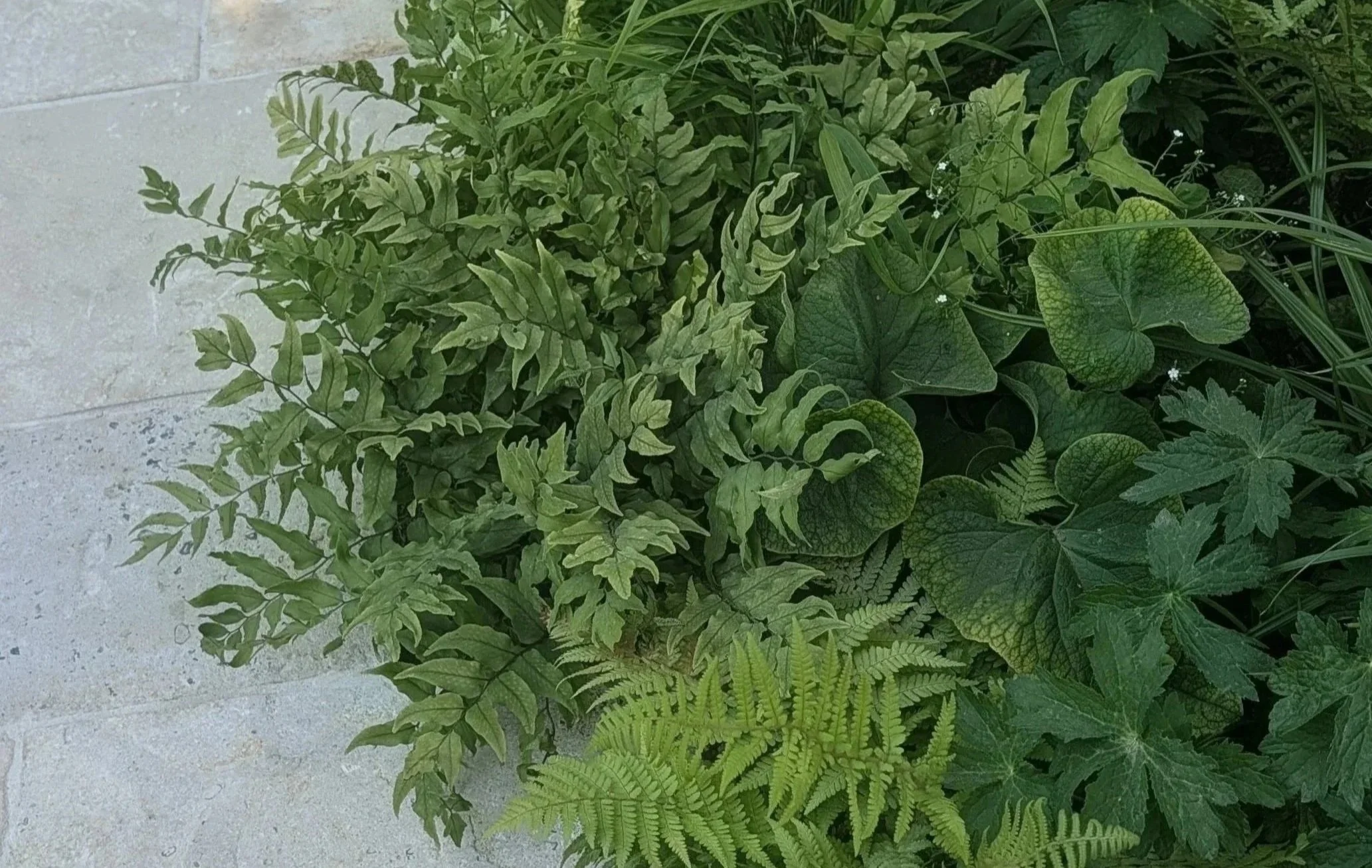 Woodland inspired textural contemporary naturalistic planting design in Cheltenham