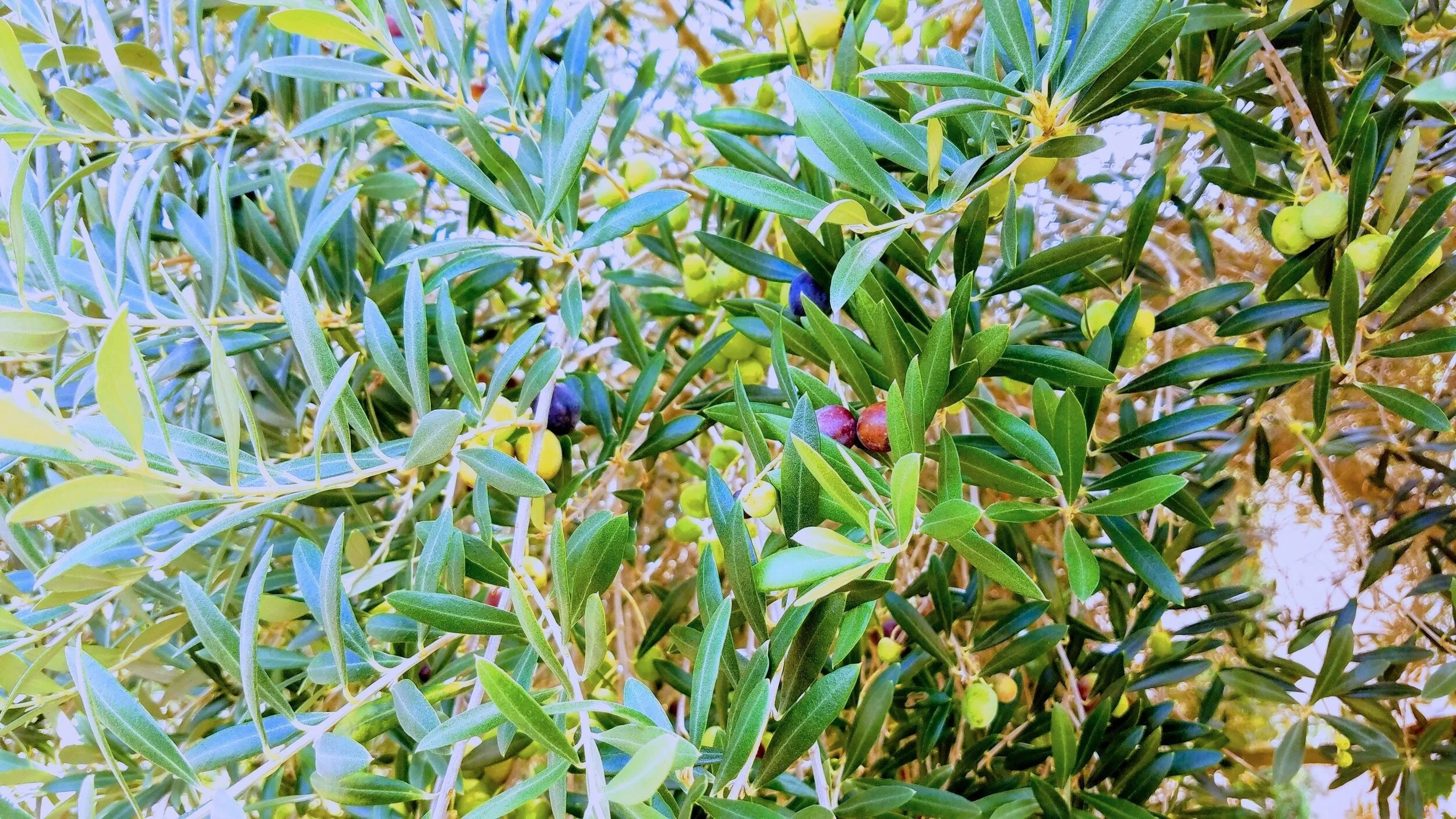 light+olive+tree+fruit.jpg