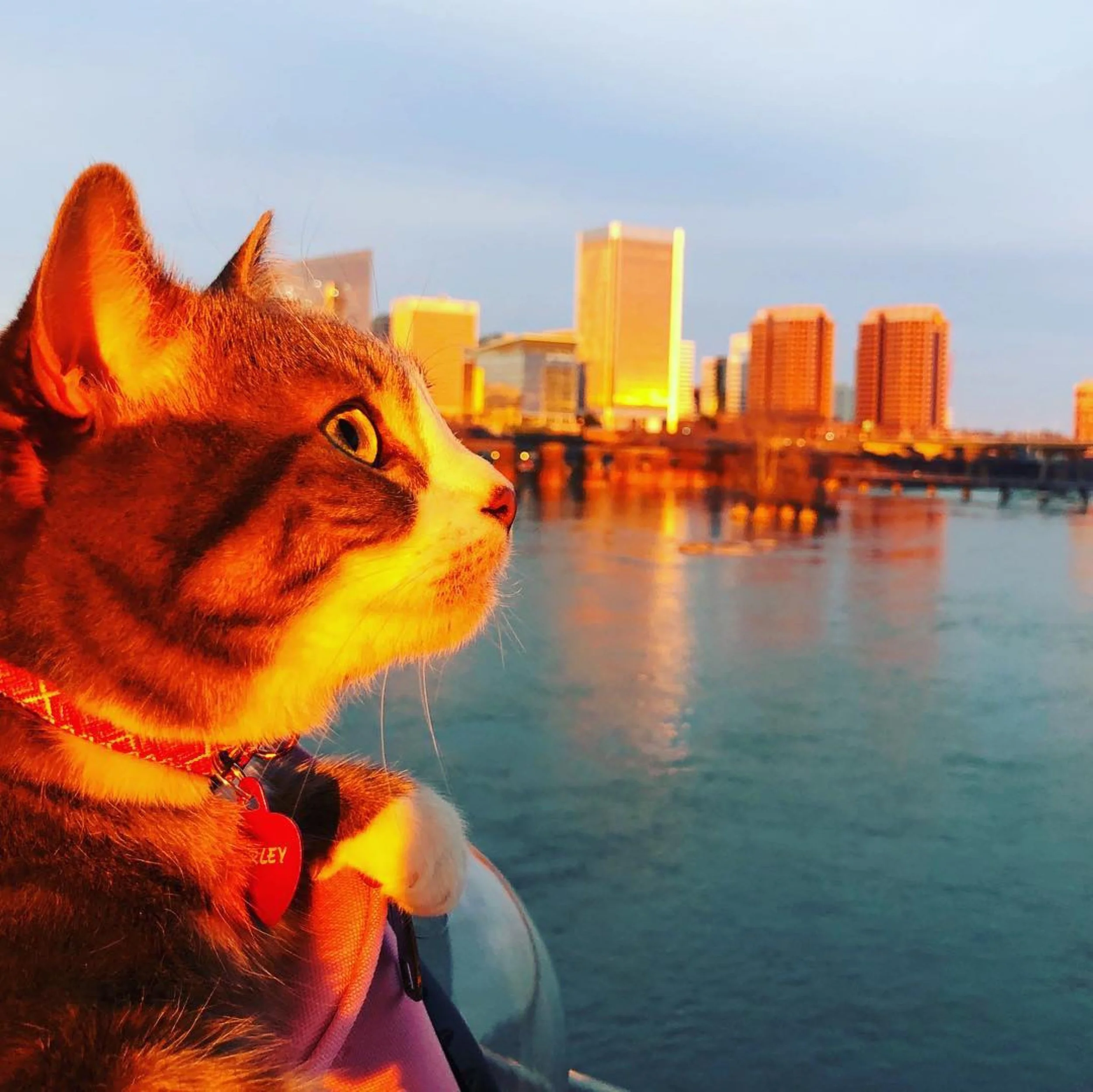 Ed 283: Brunch with Santa, Dumpling Den, Handmade Ceramics