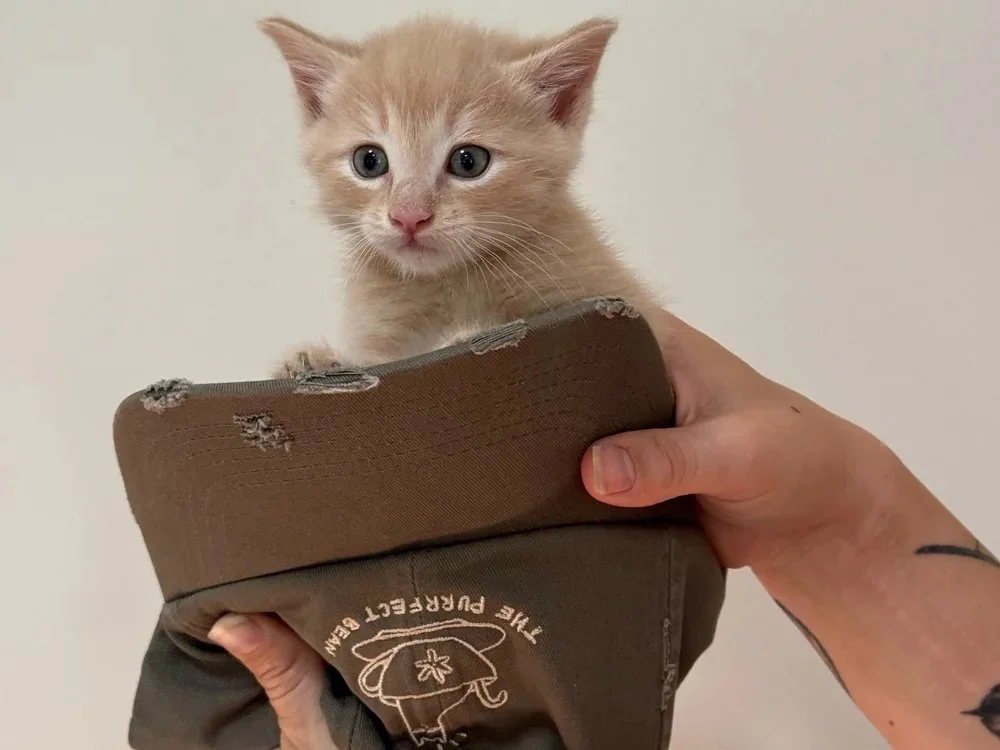 The Trendspotter: August 2025