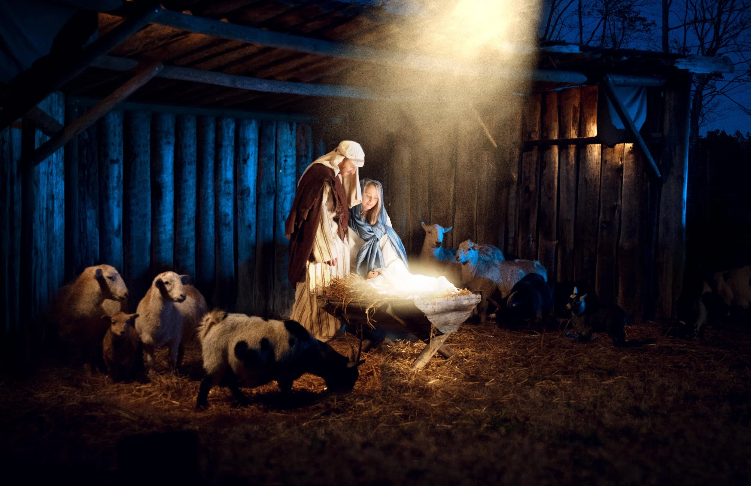 Miracle of Christmas at Metro Richmond Zoo