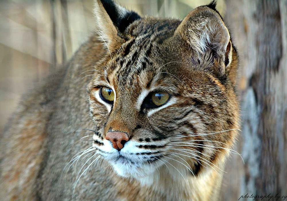Virginia Wildlife Trail Grrrrand Reopening