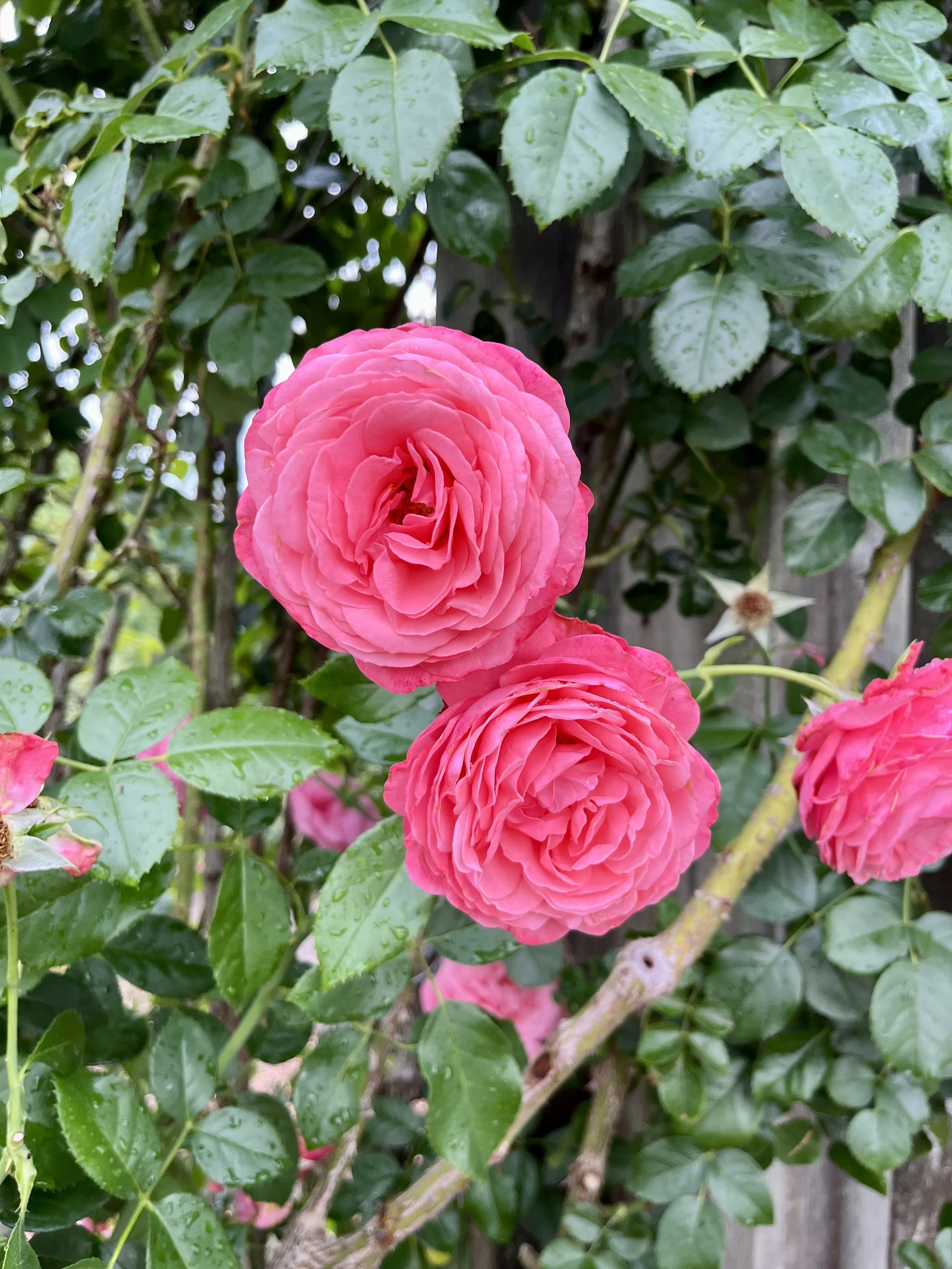 Ed 397: Mysterious Love Notes, Dirty SOdas, Pothole Blitz