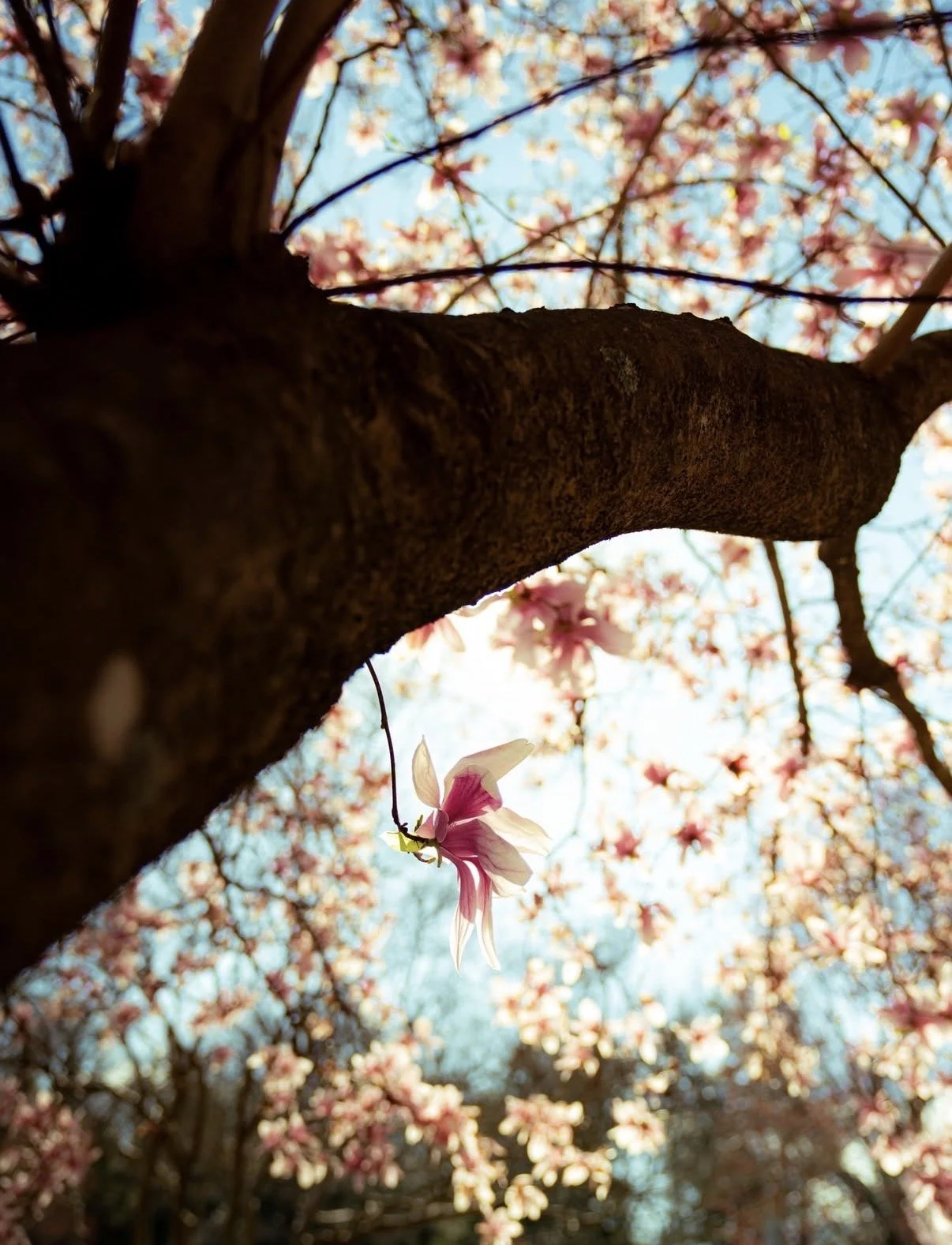 Ed 399: Ultimate Bucket List, Pink Drawing Room, Babe Improv