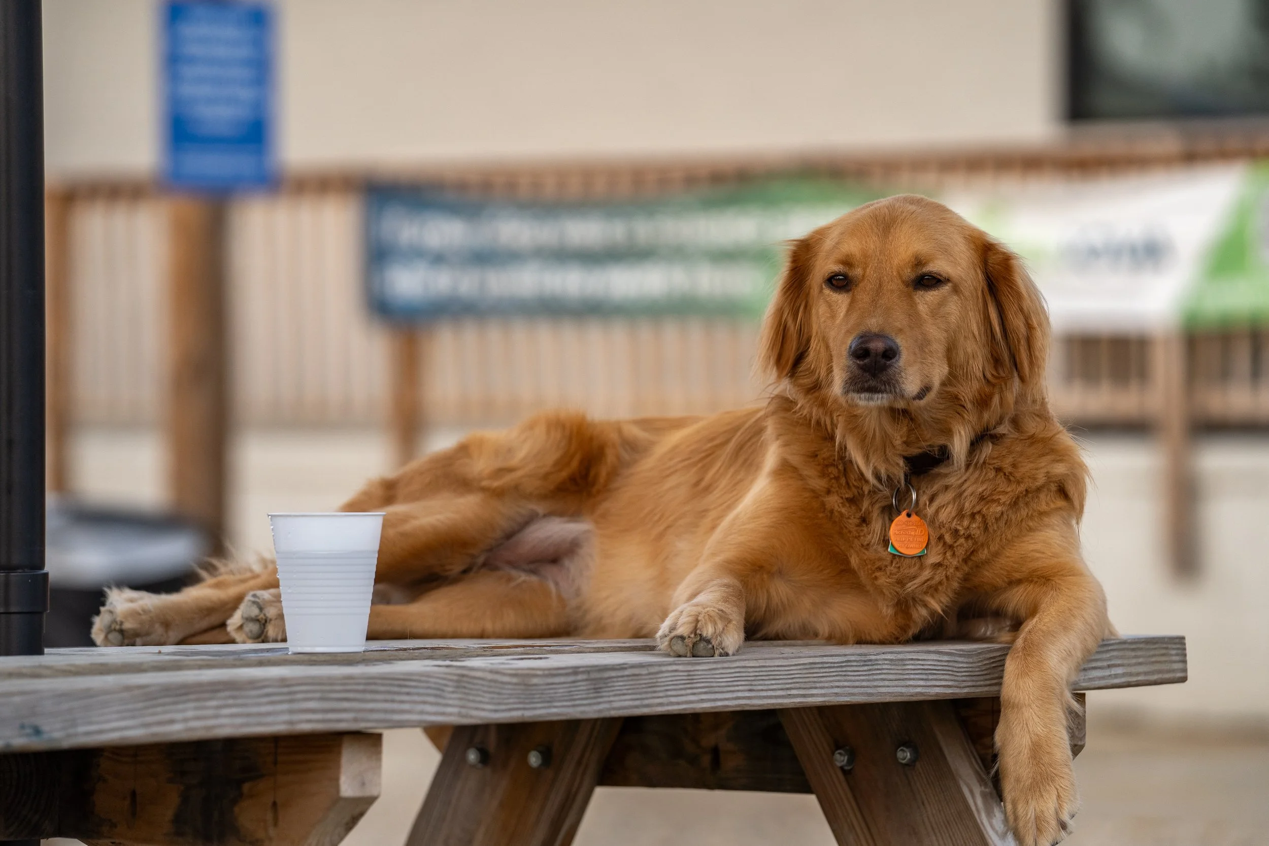 10 of the Best Dog-Friendly Patios in Richmond