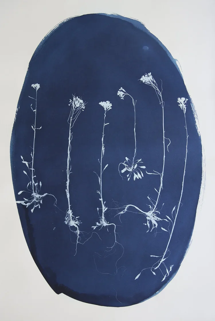 WILD &amp; SOFT: CYANOTYPES BY KATHARINE T. JACOBS