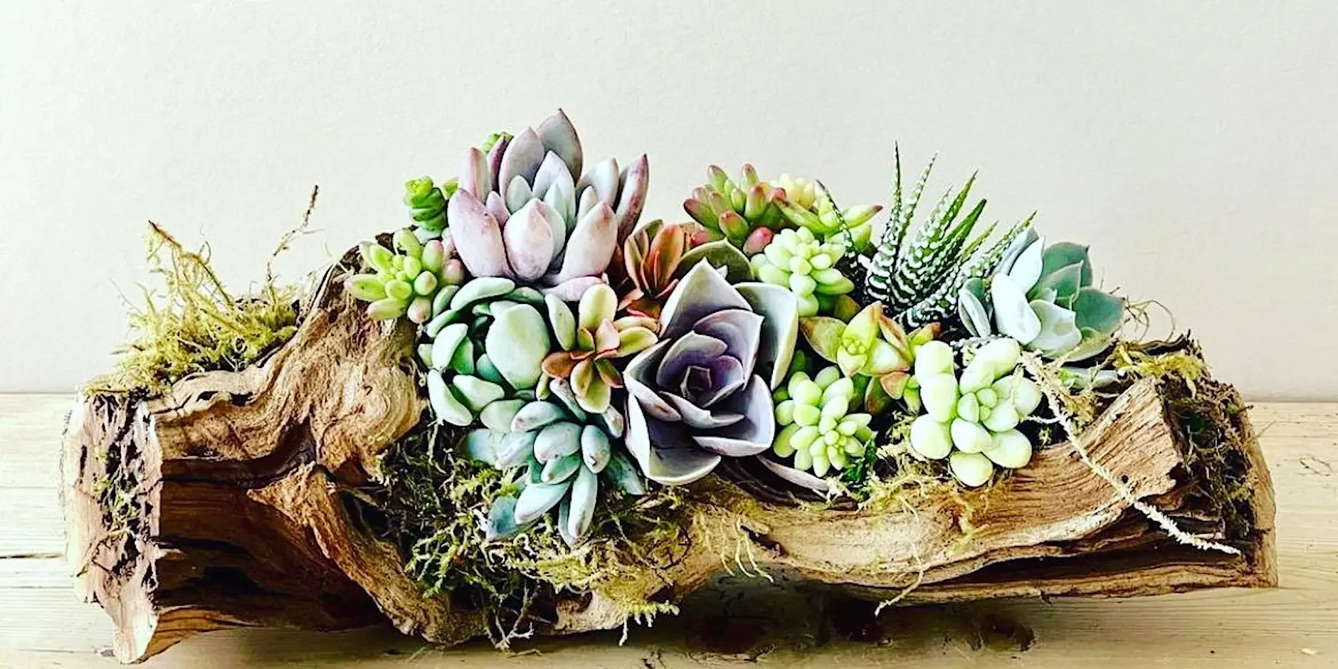 Living Succulent Driftwood Centerpiece Workshop 