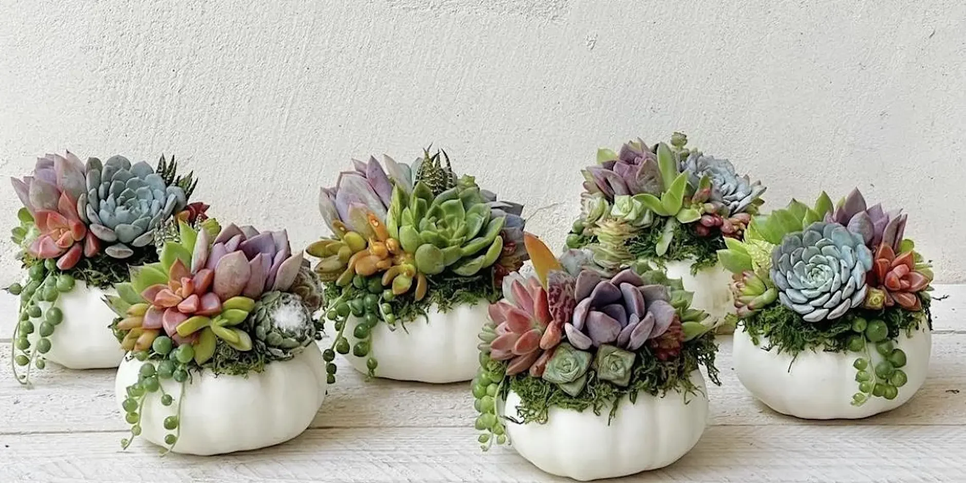 Pumpkin Living Succulent Arrangement