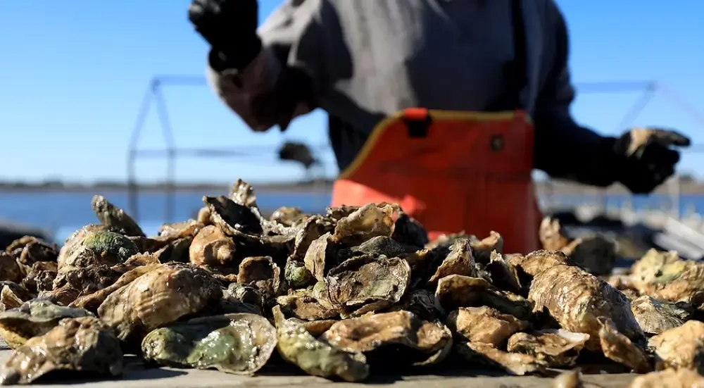 Art of Wine | Rosé, Bubbles &amp; Oysters