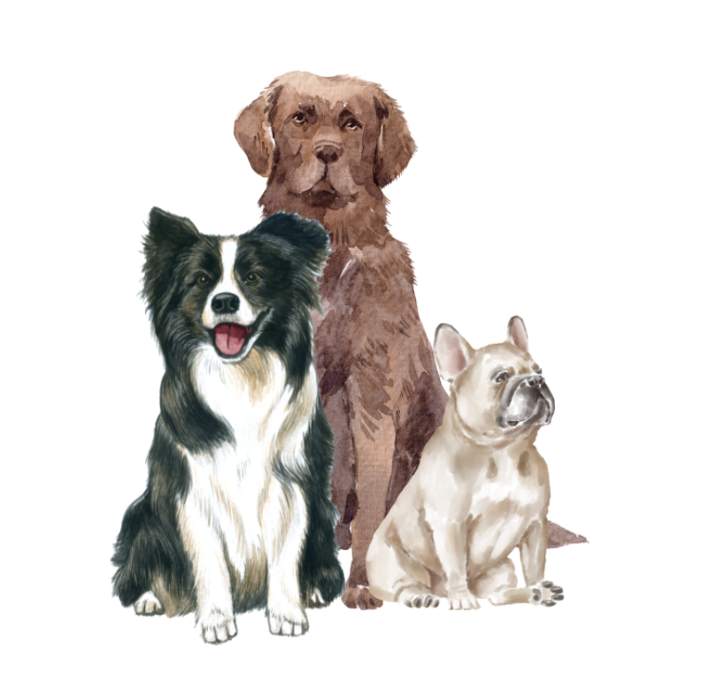 A Writer’s Best Friend: Nurturing Your Relationship with Your Dogs w/ Amanda
