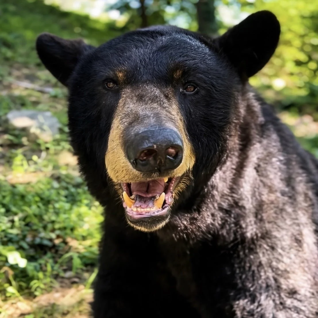 Breakfast with Big Bear