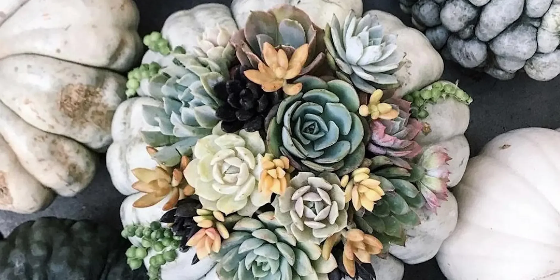 Living Succulent Pumpkin Arrangement