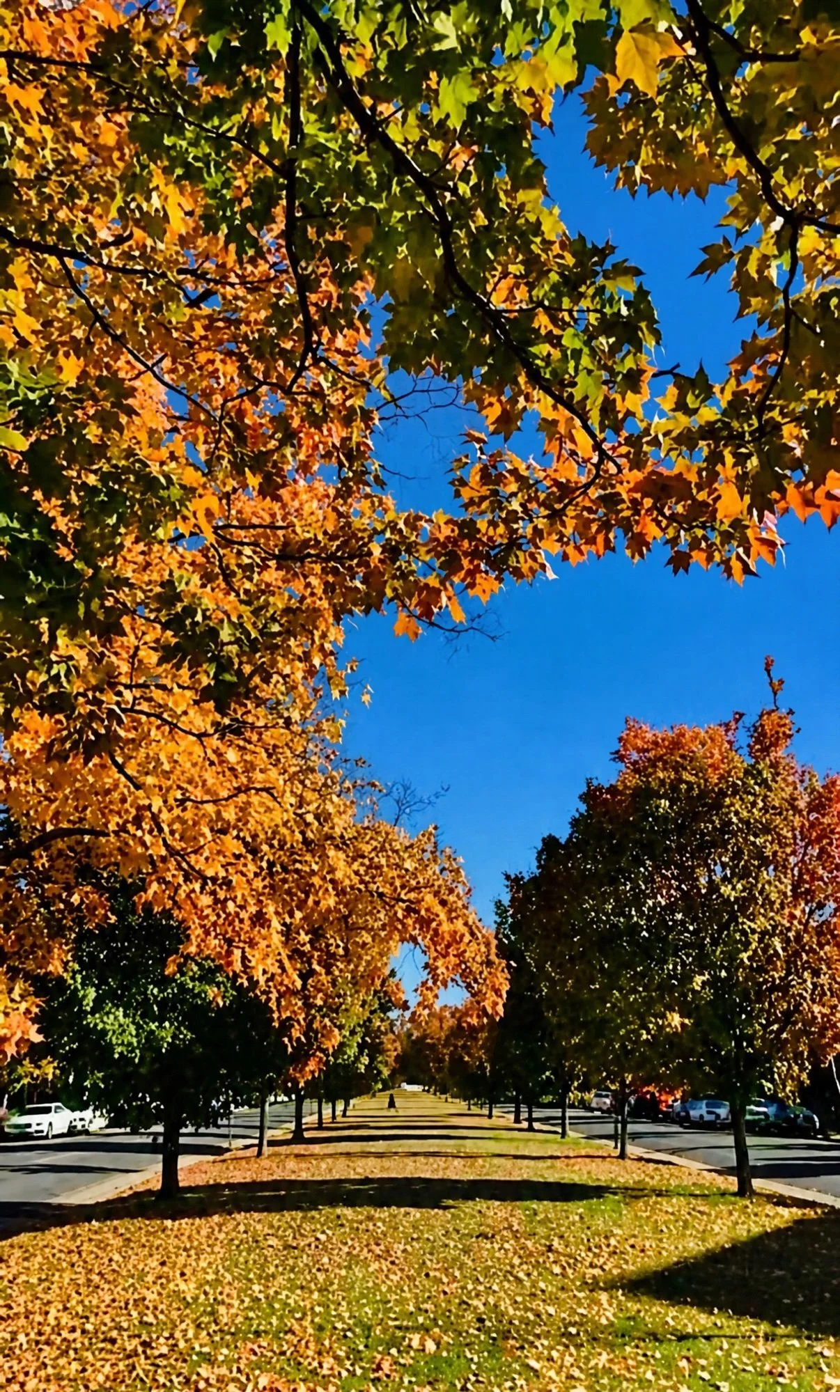11 of the Best Places to See Fall Foliage in RVA