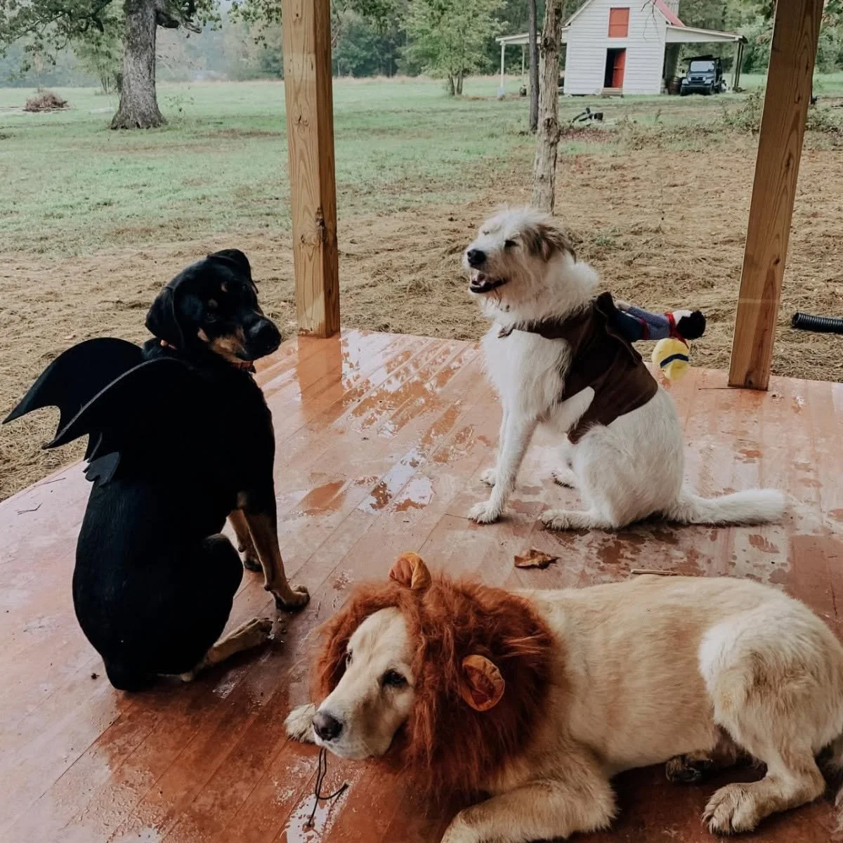 Doggie Costume Party