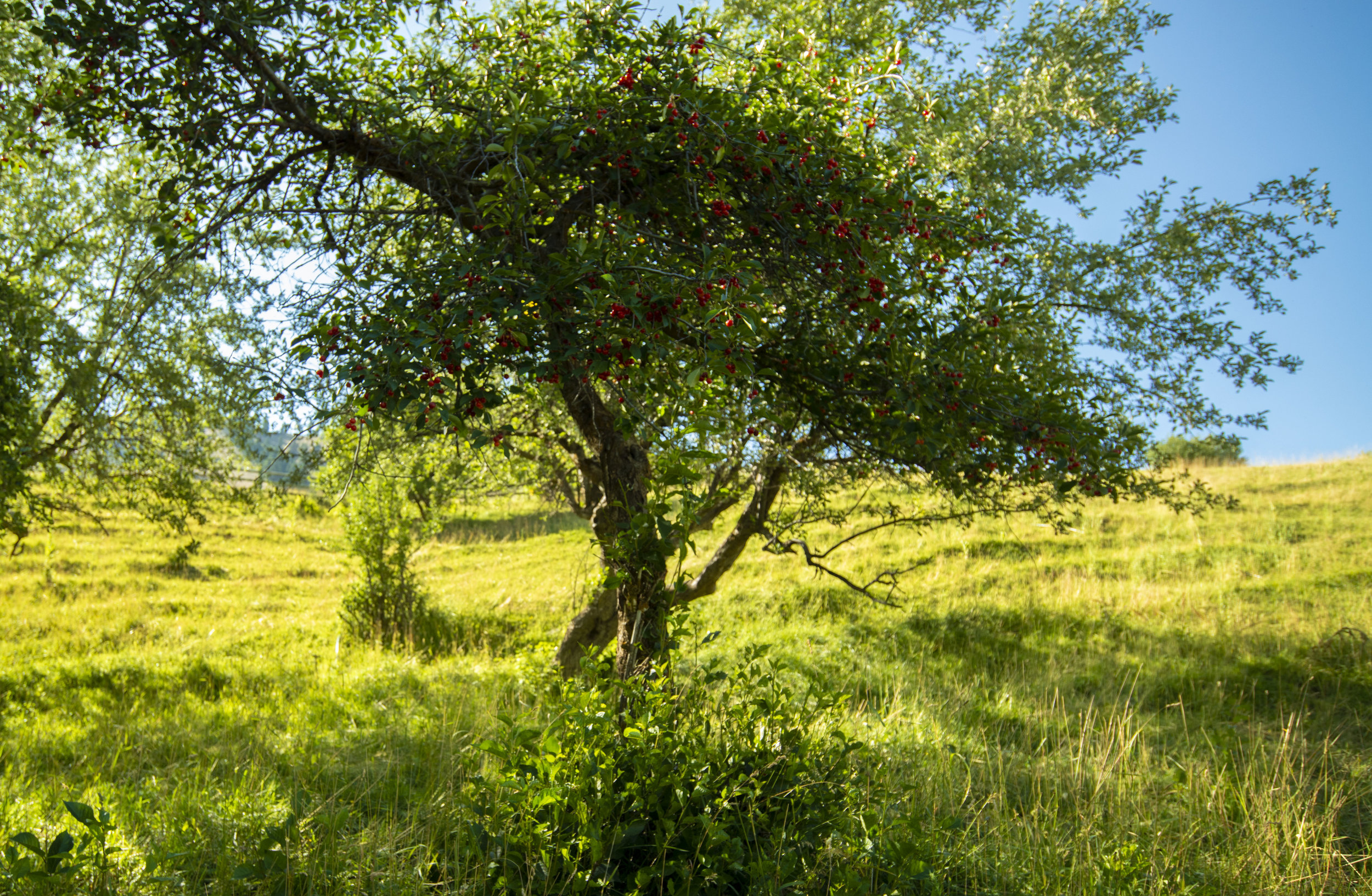 Orchards_1.jpg