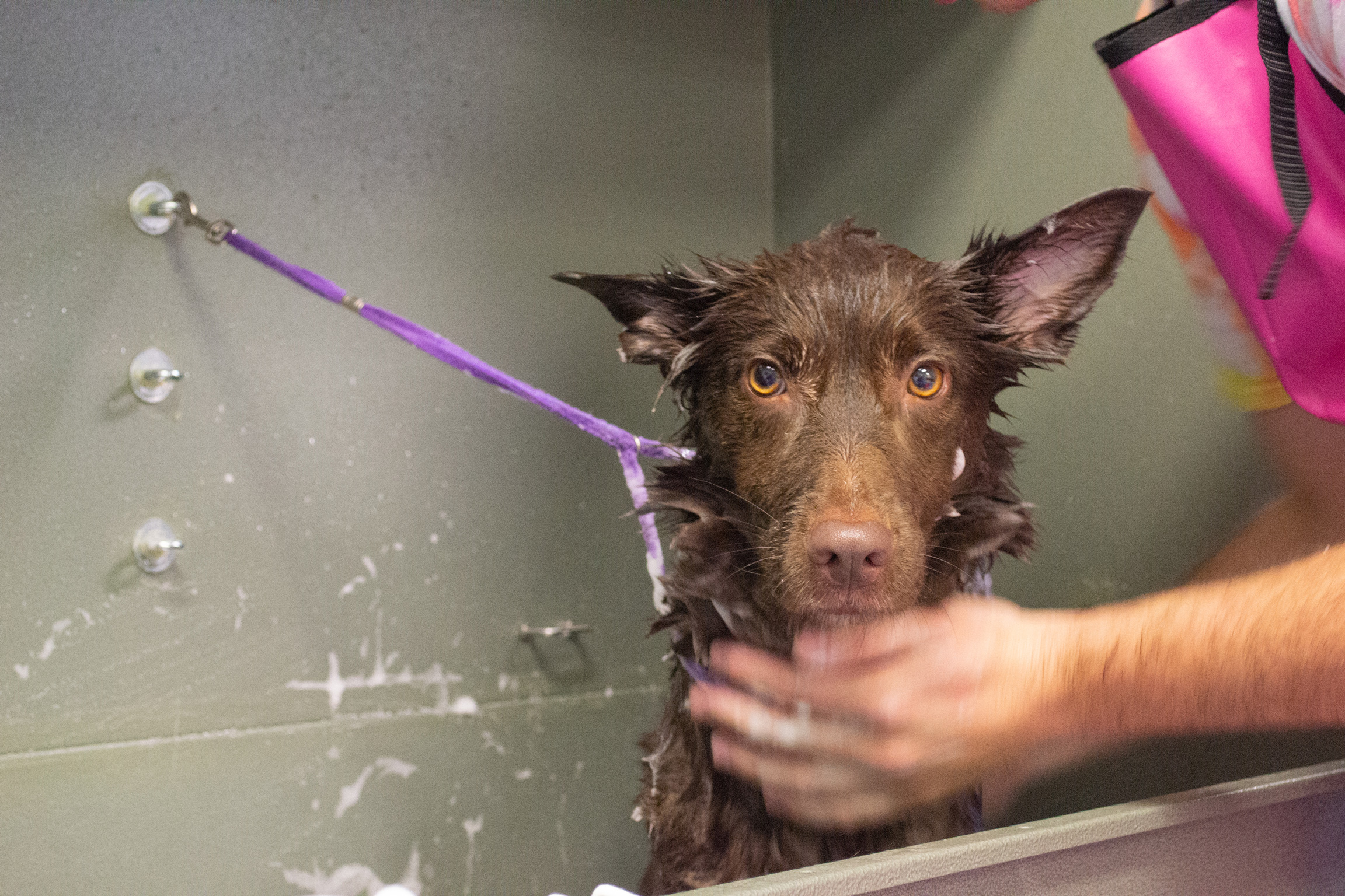 Pricing and More — Critter Cleaners