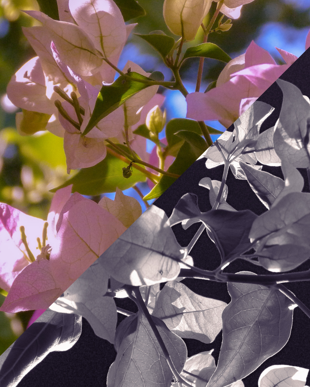 side by side photo of pink and white bougainvillea in colour and monochrome