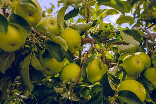 Granny Smith Apples