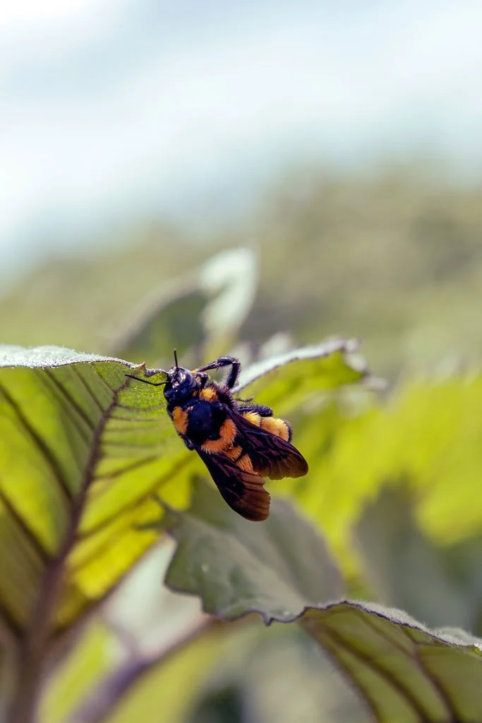 Bumblebee Climbing Leaves