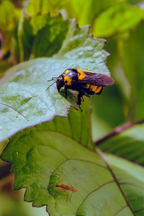 Insects on Leaves