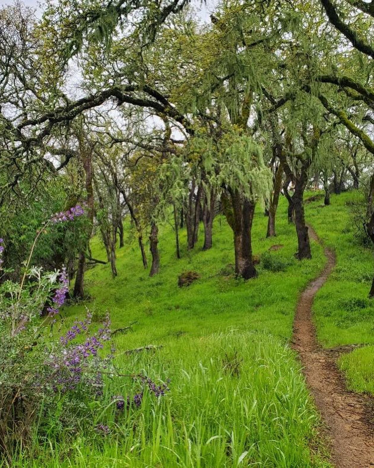 Our insider @werdrebmocam has been out on the trails again!  This time hitting the Oat Hill Mine Trail in @visitcalistoga !  Here&rsquo;s his report!
&ldquo;Rainy, grey days mean the colors pop out that much more! There are some really cool single tr