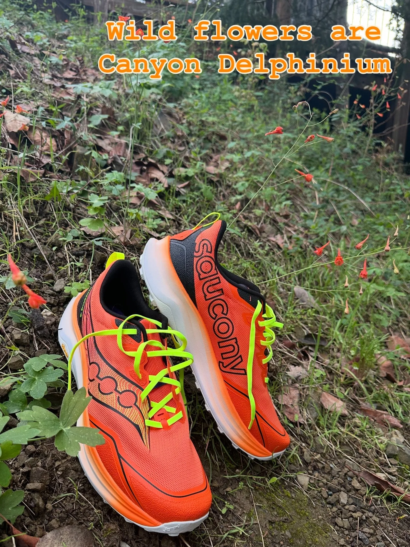 Trail sighting, the all new @saucony peregrine 16.  Now in stock. Also coming soon @patagonia Multi Use shorts.  #mysthelena #sthelenaca #downtownsthelena #sportago #shoplocal napavalley sthelenachamberca @sthelenaca @visitnapavalley