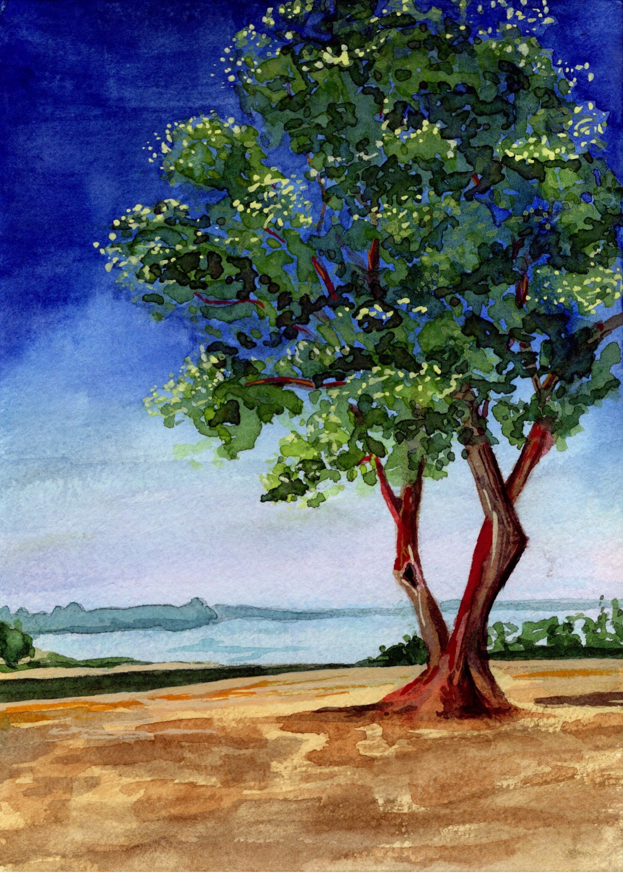 The View and Madrone Tree.RGB.png