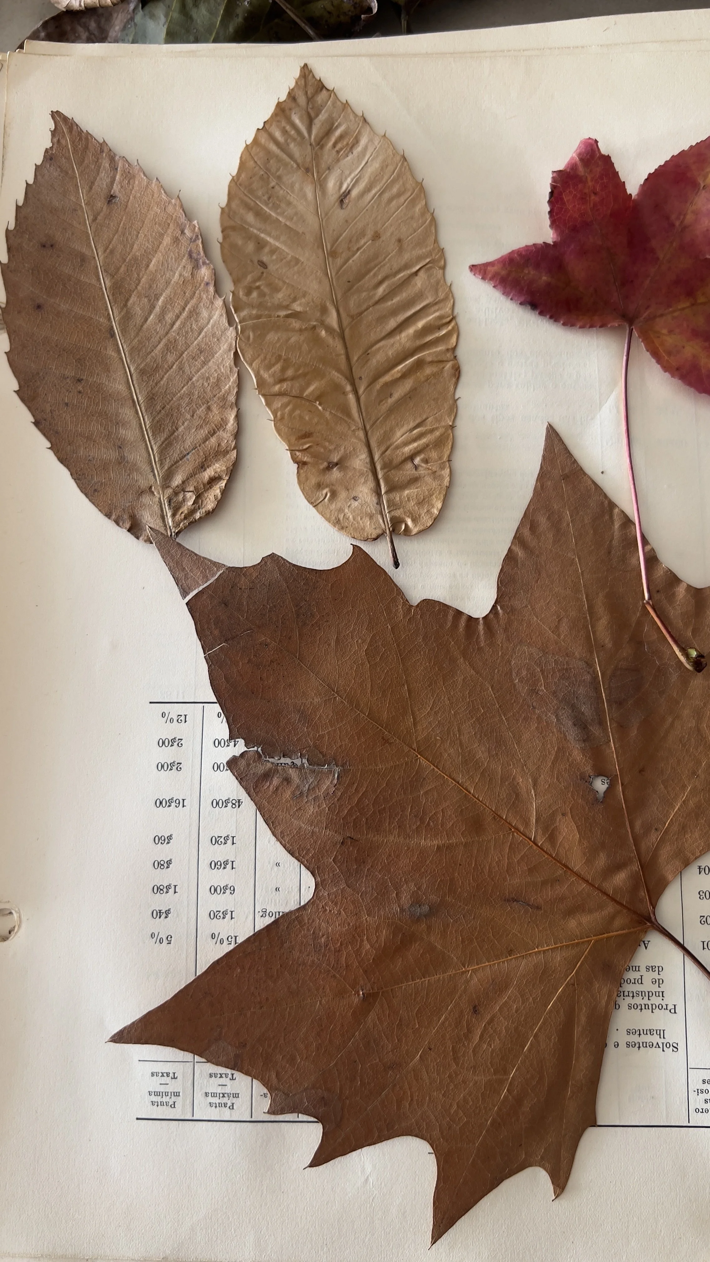 leaves to ecoprint with
