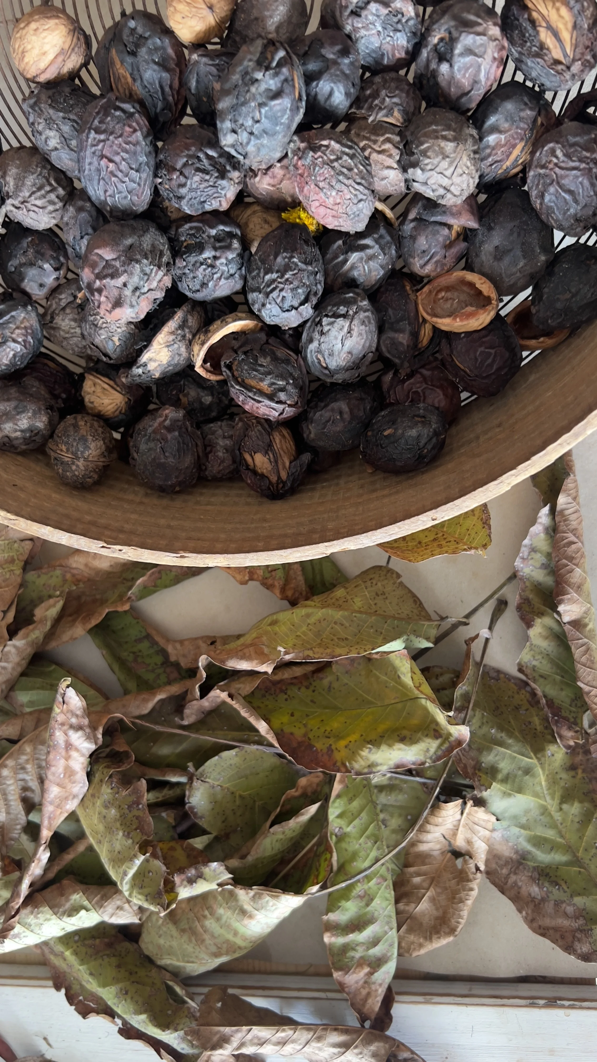 tannins for ecoprinting