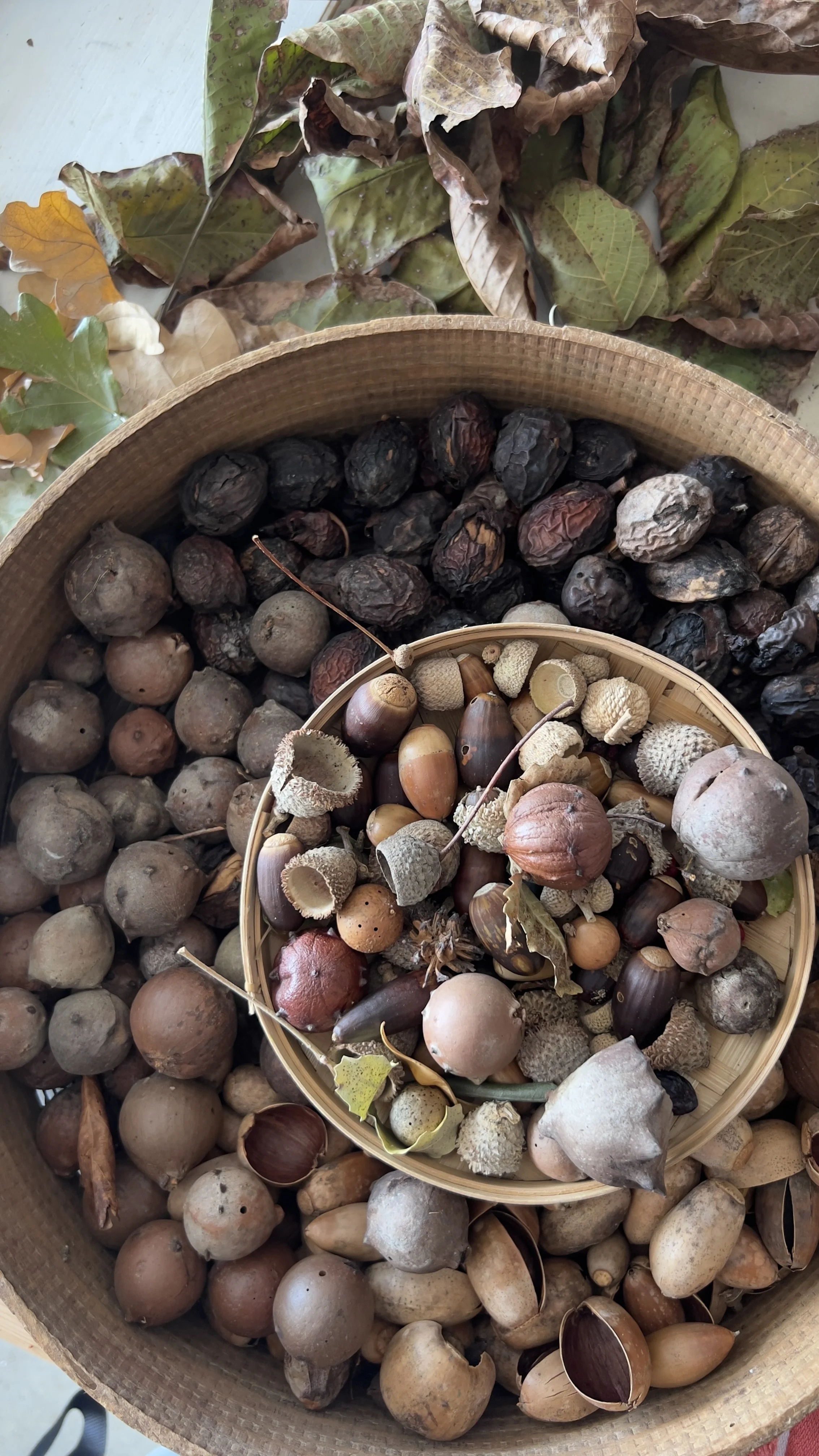 TANNINS FOR ECOPRINTING
