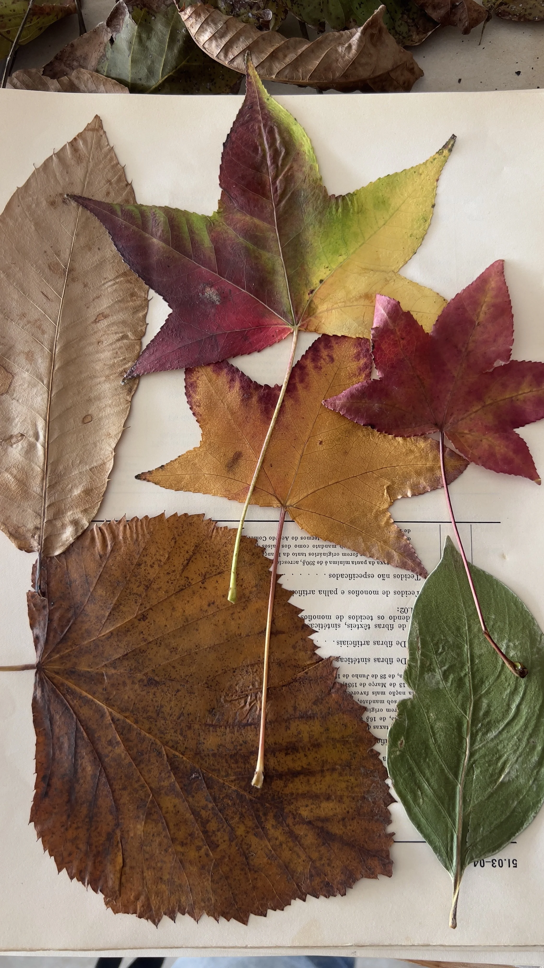 What to collect in Auttumn for Ecoprinting and Natural Dyeing
