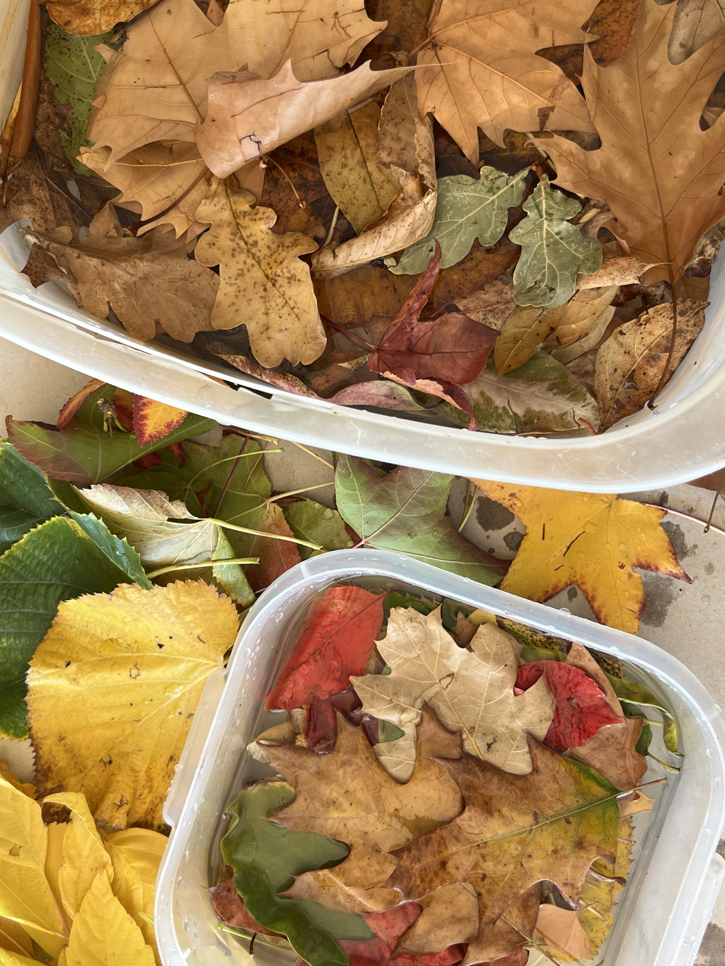What to collect in Auttumn for Ecoprinting and Natural Deying