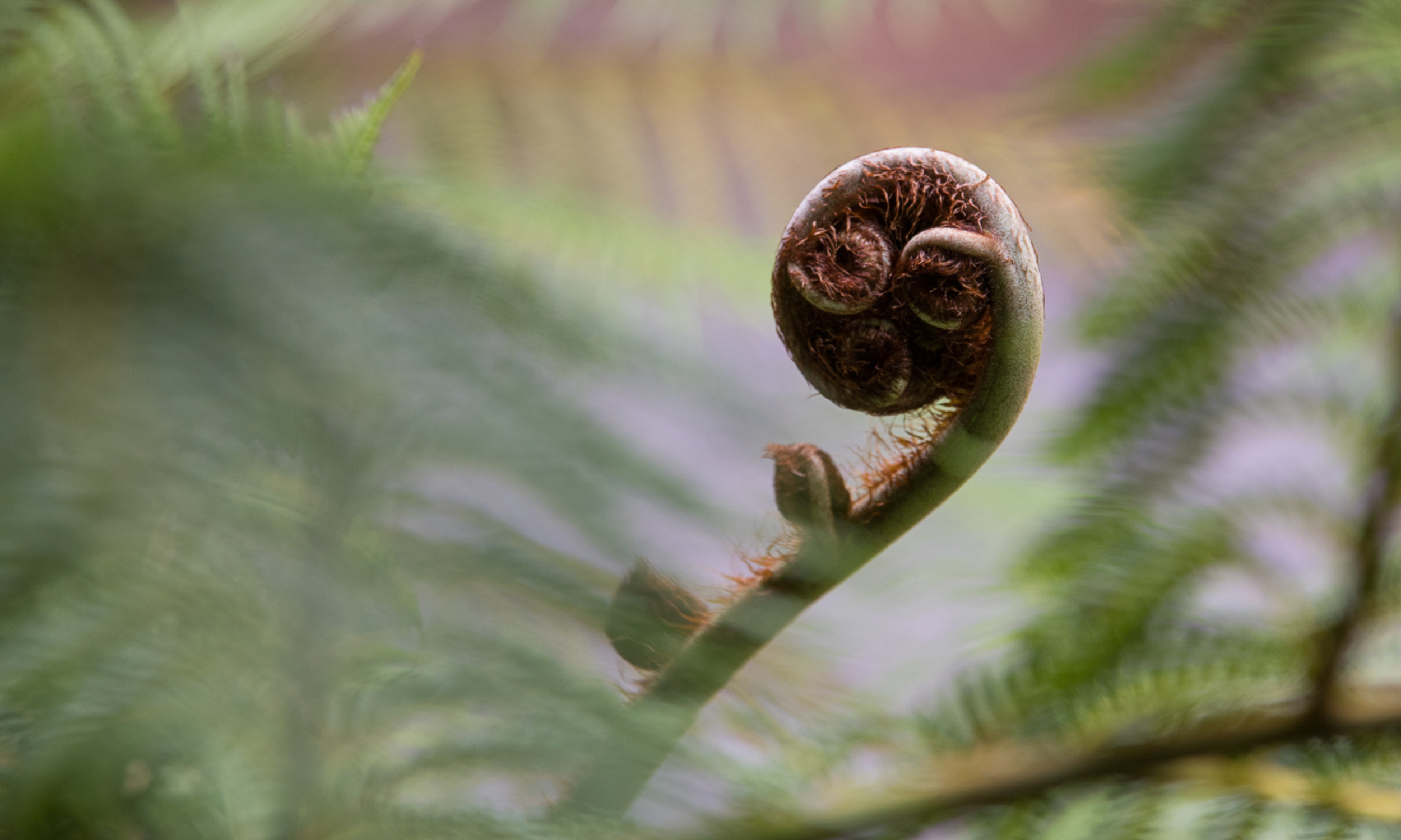 Fern circle of life.png