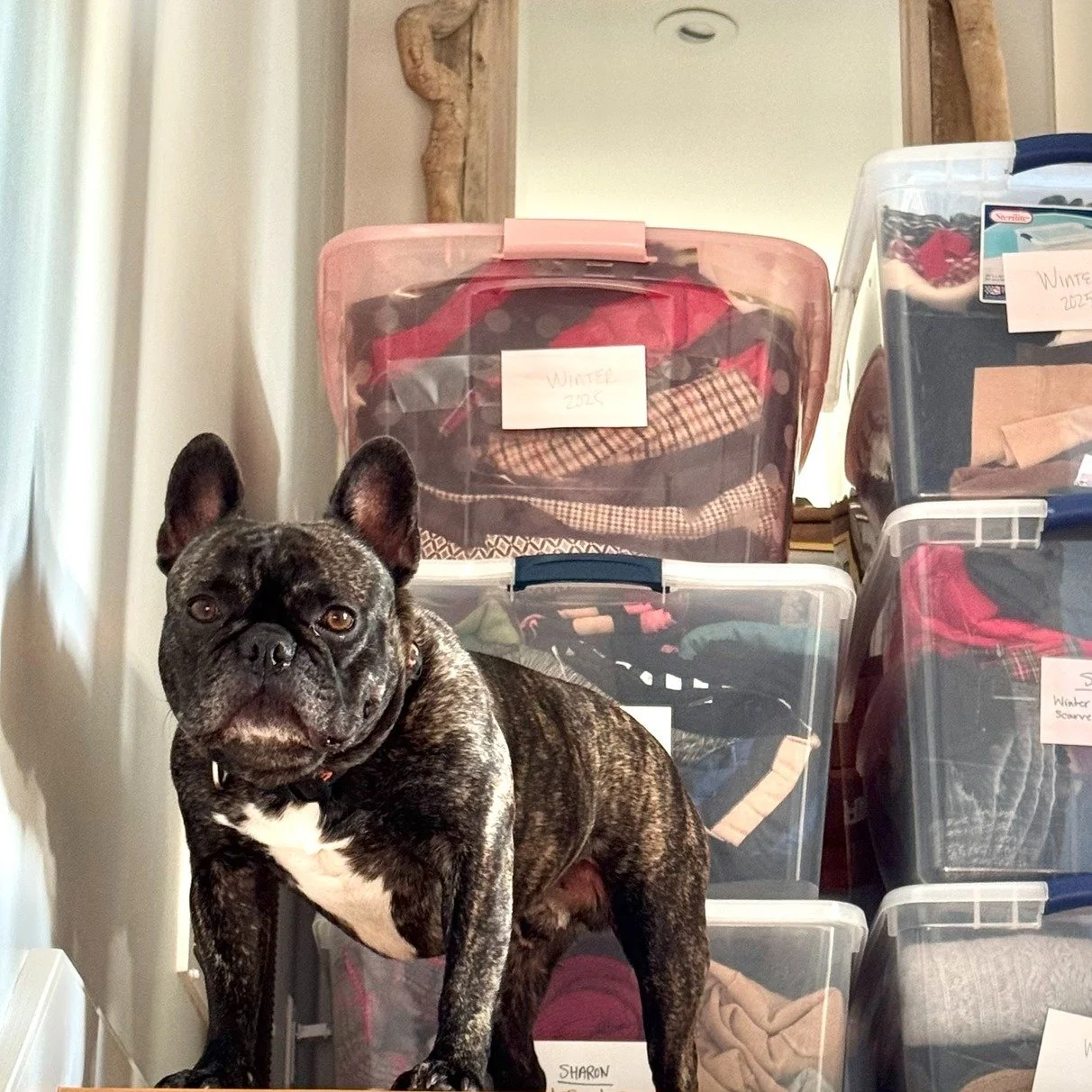 Cute client pet alert! 
Thatcher is always a huge help to Team Peace lead organizer Marianne when switching out this client's clothes for the season. 

Top 2 reasons to switch out your clothing seasonally:

1.  It basically doubles your closet and dr