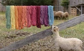 sheep colors.jpeg