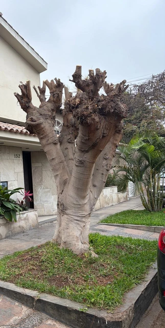 pruned tree.jpeg