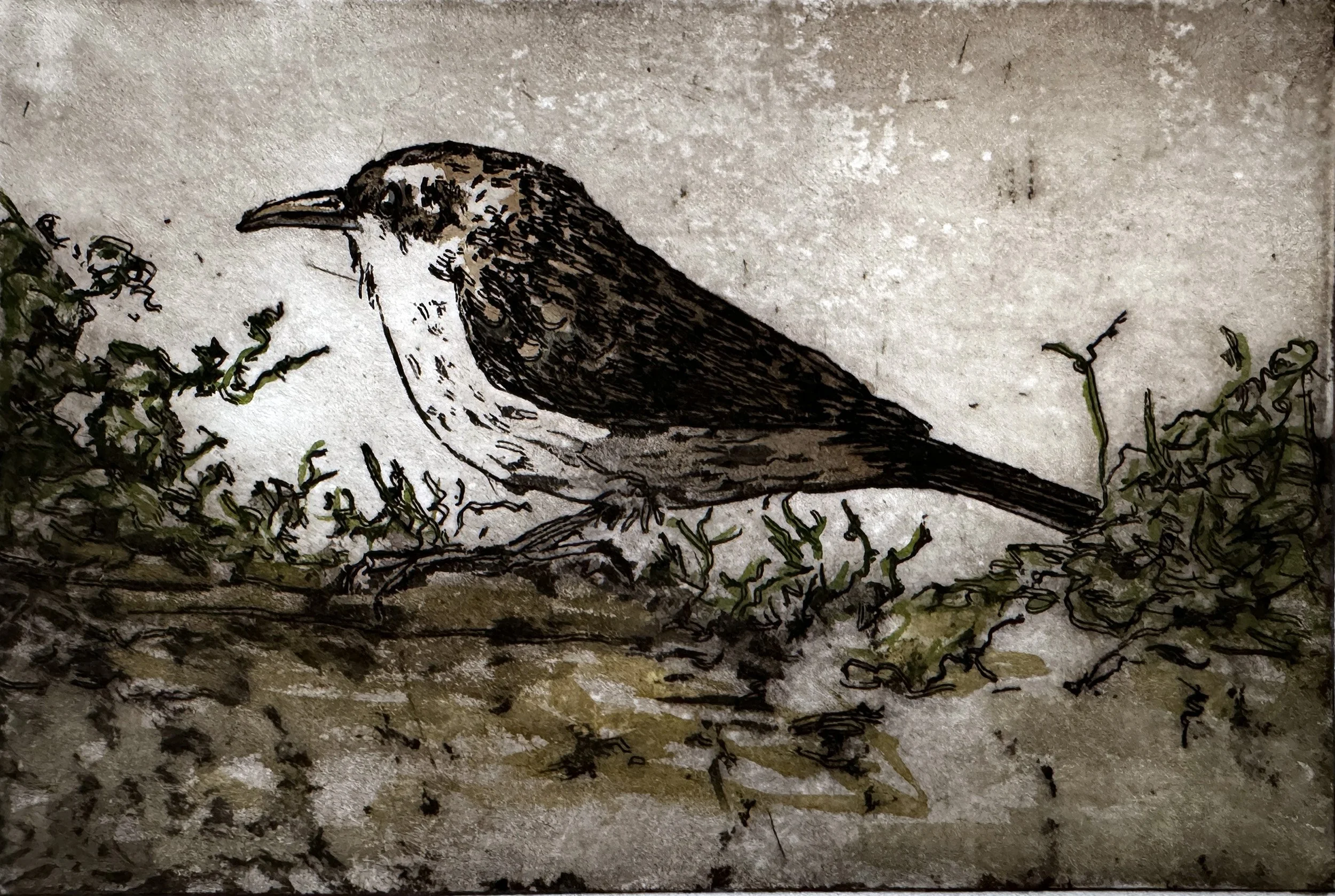 Bloedel_AmberChiozza_SnagDwellersBrownCreeper.jpg