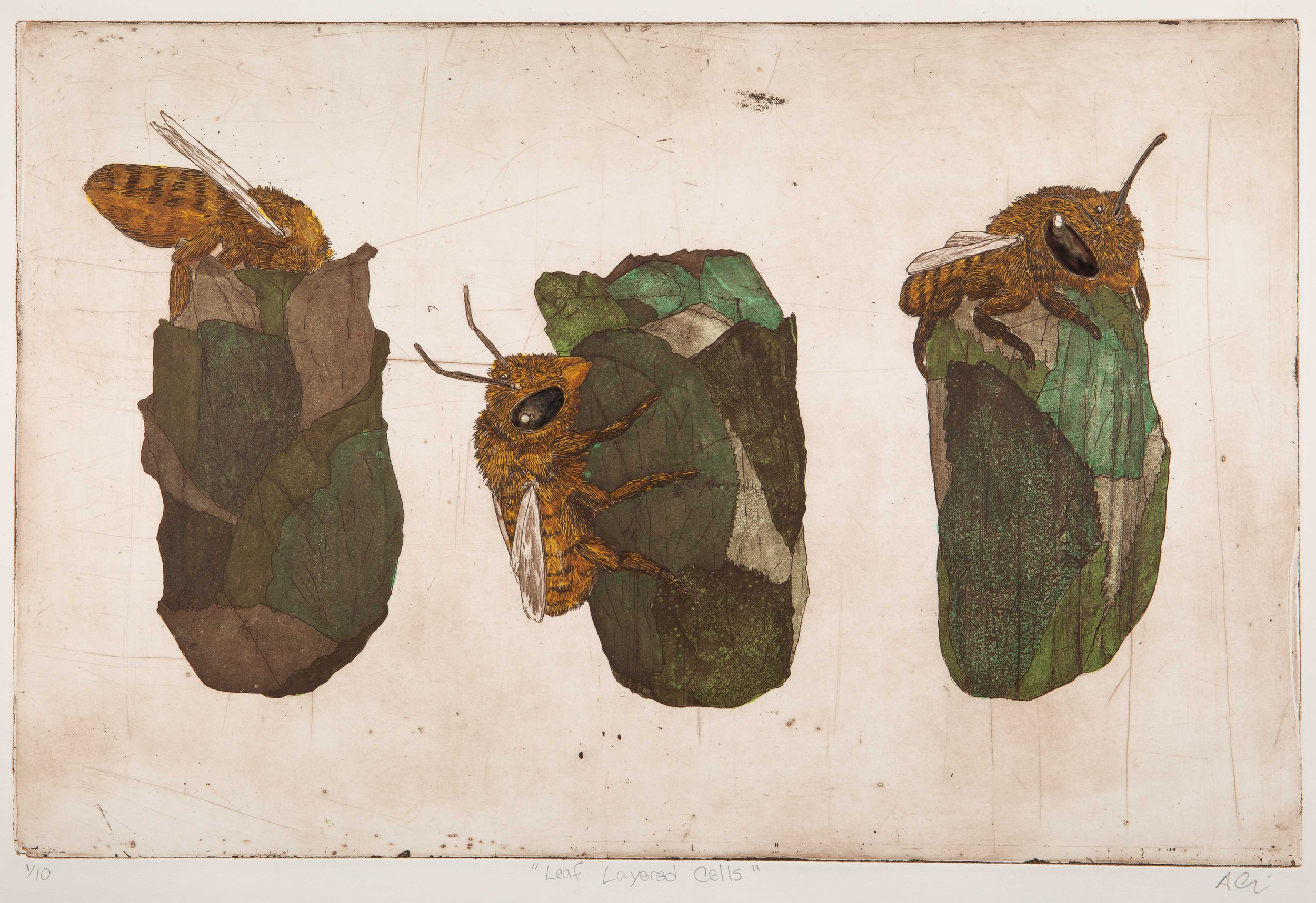 Layered Cells. Etching and Watercolor. 2019.
