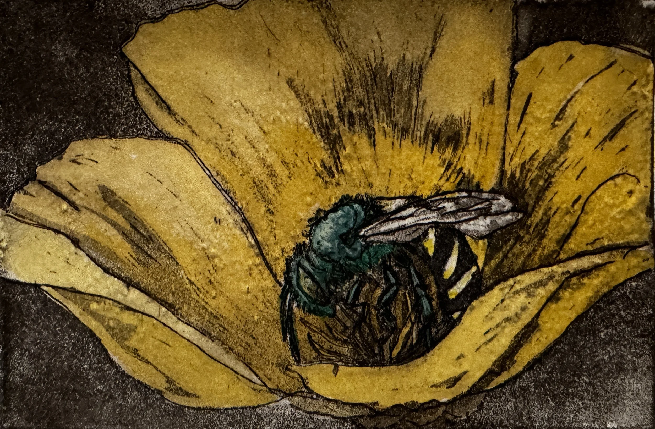 Bloedel_AmberChiozza_PollinatorMeadowAgopostemonBee.jpg