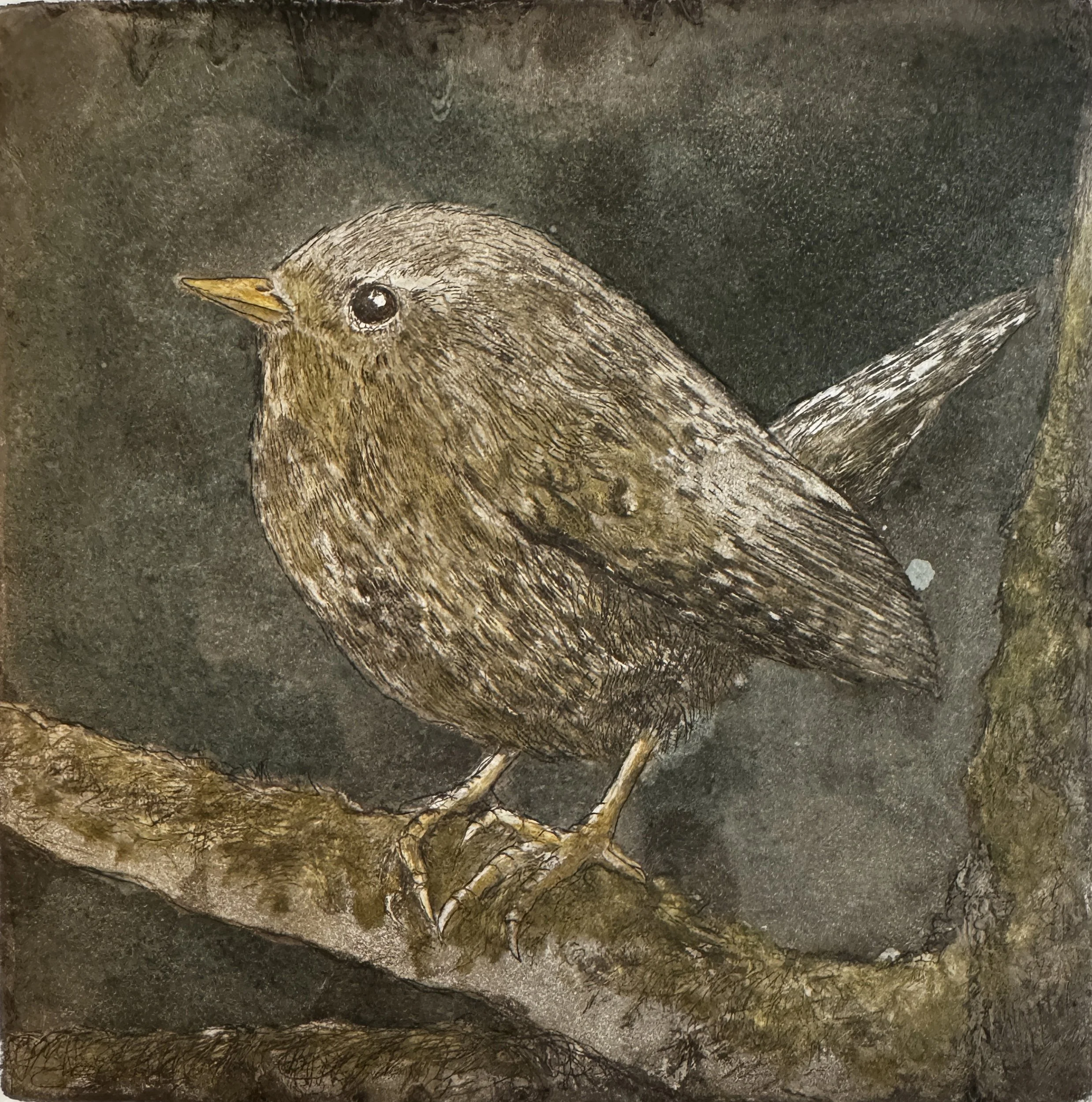 Bloedel_AmberChiozza_SnagDwellersPacificWren.jpg