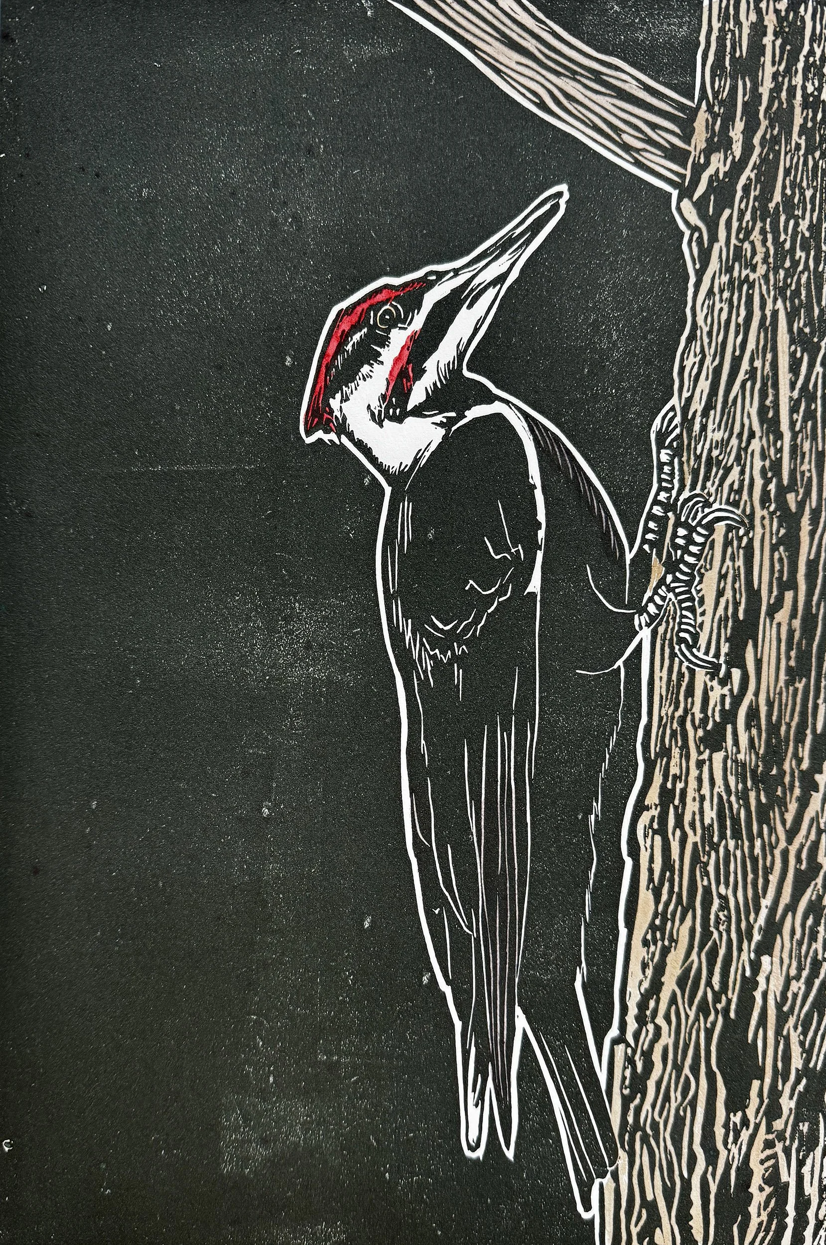 Bloedel_AmberChiozza_SnagDwellersPileatedWoodpecker.jpg