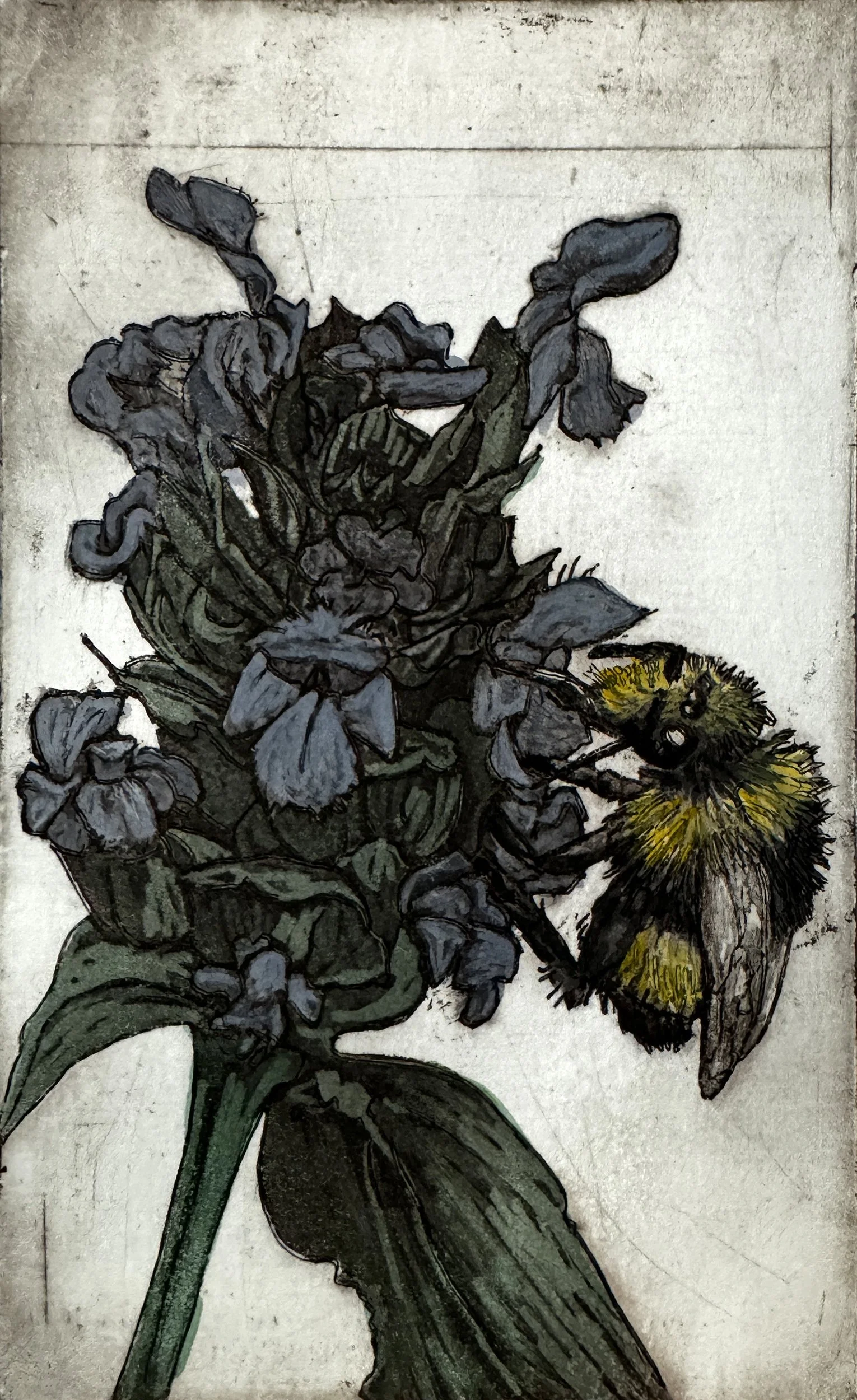 Bloedel_AmberChiozza_PollinatorMeadowYellowFacedBumble.jpg
