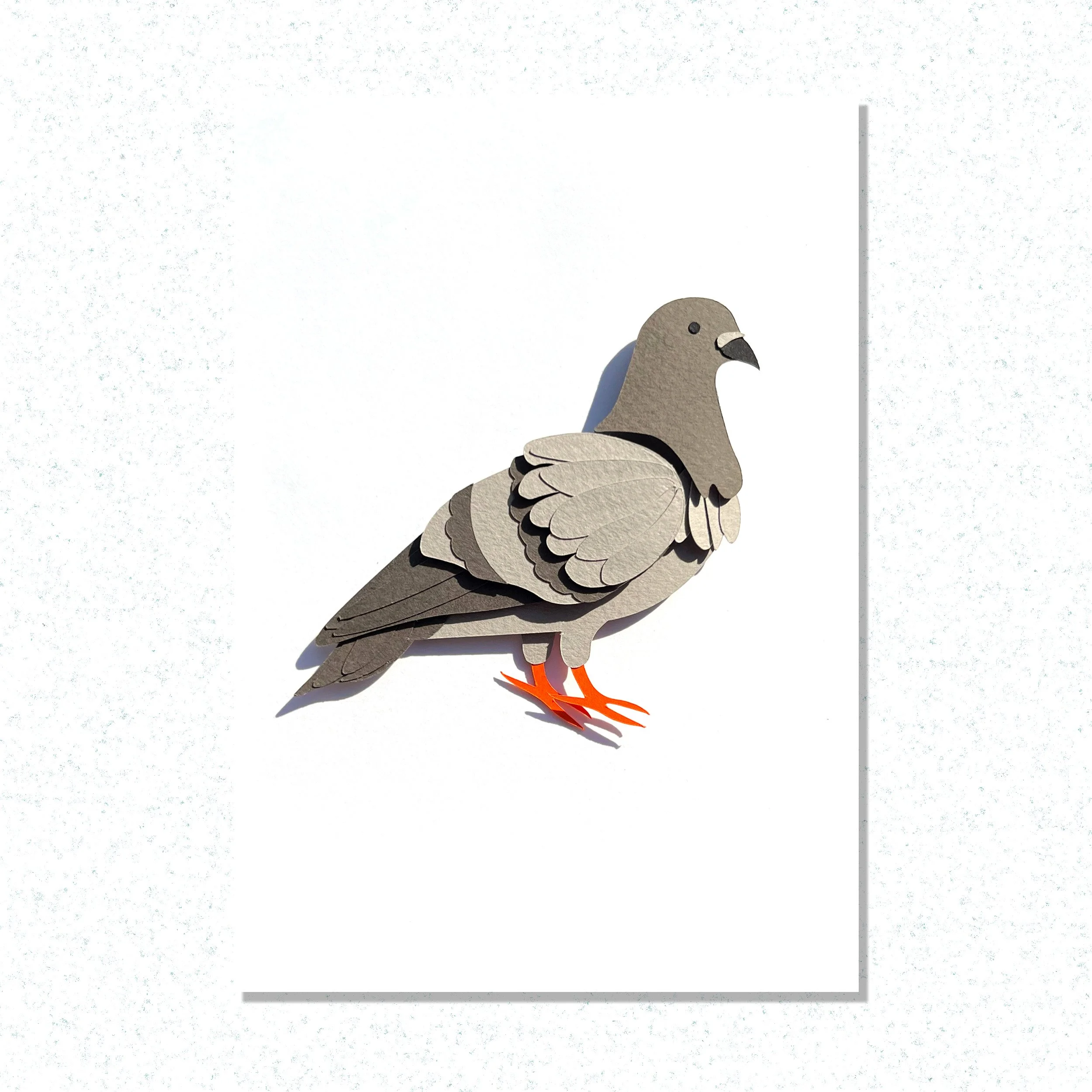 Pigeon White Website.jpg