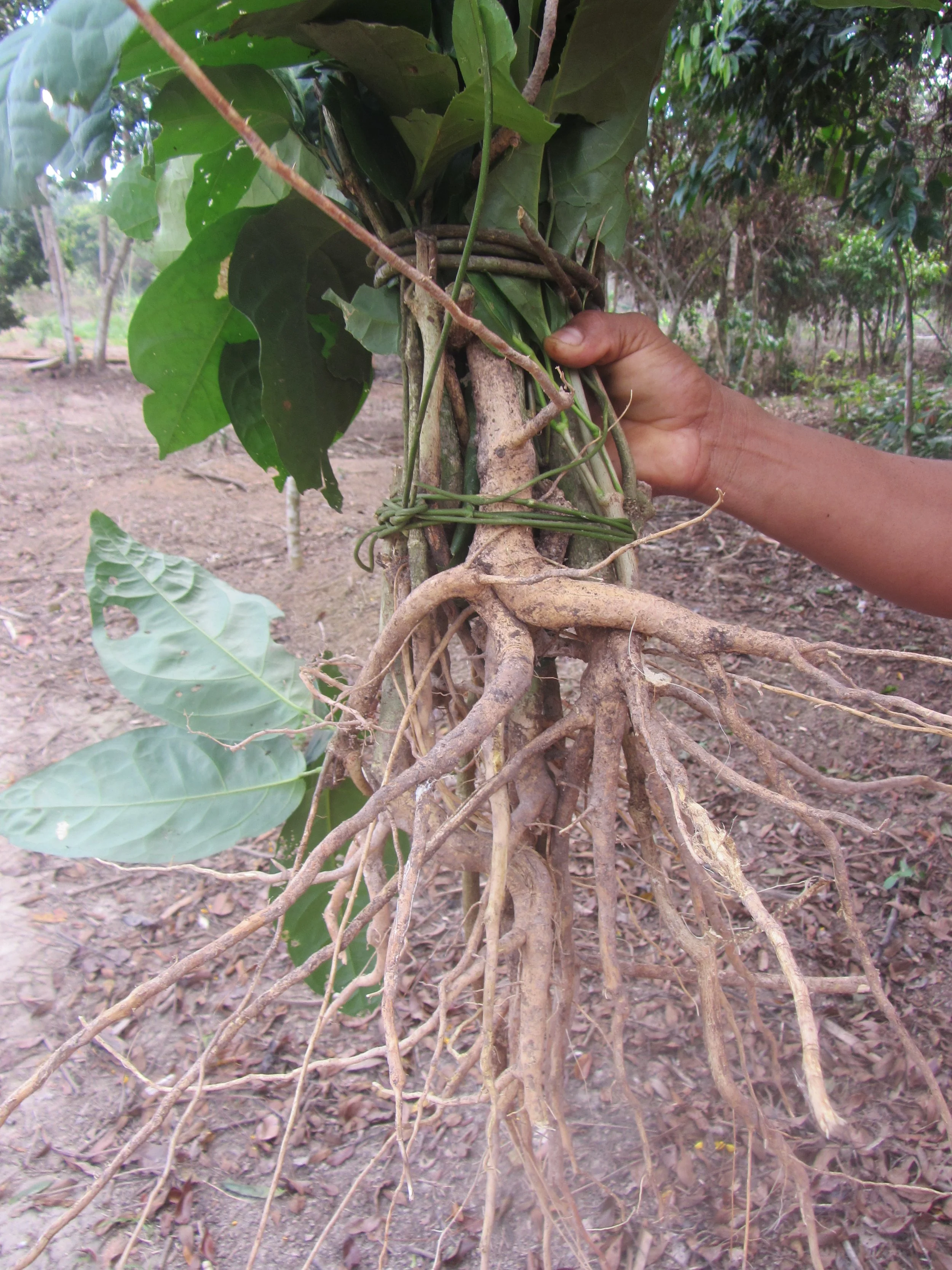 Ajo Sacha Roots