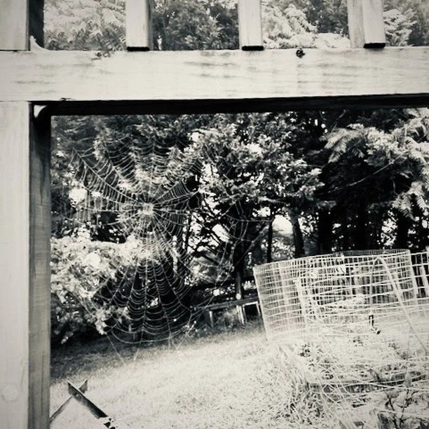 One web protecting and another for capturing #summer #spider