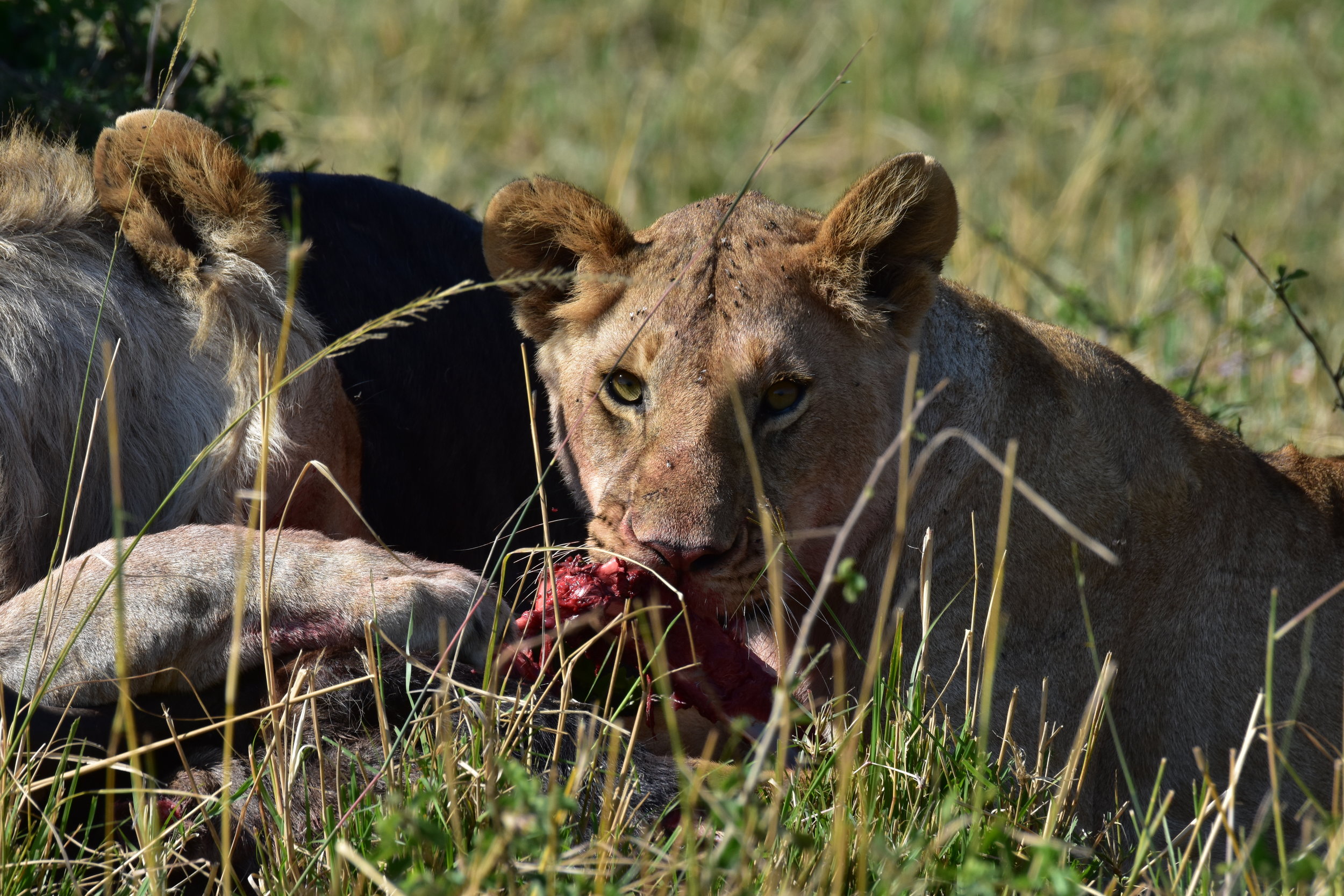 The Lifestyle Carnivore