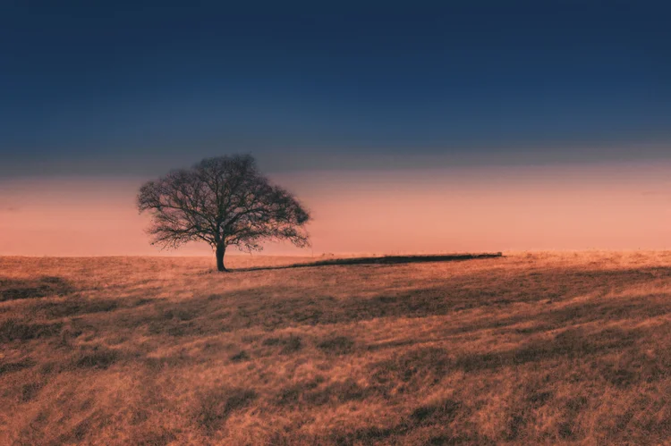 A solitary tree stands in a field beneath a blue and pink sky.